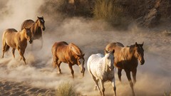 Animals dust Horses