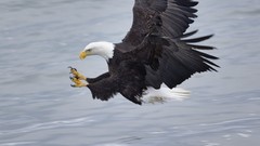 Animals Eagles