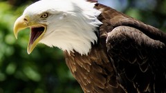 Animals Eagles