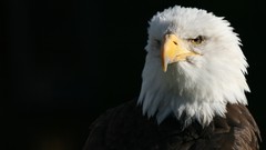 Animals Eagles bald eagles