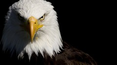 Animals Eagles bald eagles