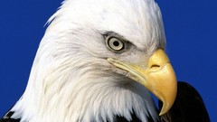 Animals Eagles bald eagles
