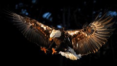 Animals Eagles bald eagles