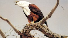 Animals Eagles branches