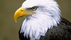 Animals Eagles national geographic