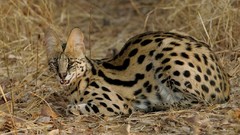 Animals ears Africa Spotted serval
