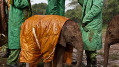 Animals Earth elephants national geographic Kenya baby animals