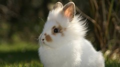 Animals Easter Bunnies