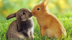 Animals Easter kissing Bunnies