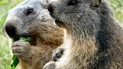 Animals eating marmots