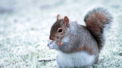 Animals eating squirrels