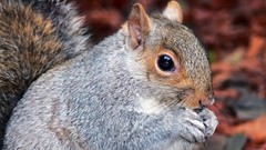 Animals eating squirrels