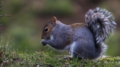 Animals eating squirrels