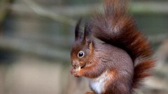 Animals eating squirrels