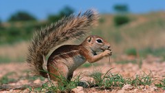 Animals eating squirrels