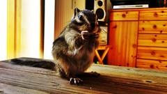 Animals eating squirrels