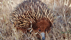Animals echidna animal