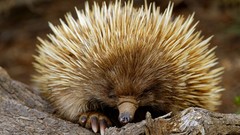 Animals echidna south australia