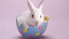 Animals eggs Easter Bunnies Easter Eggs