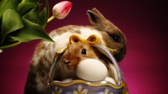 Animals eggs rabbits