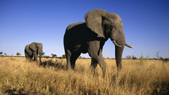 Animals elephants
