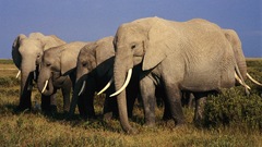 Animals elephants