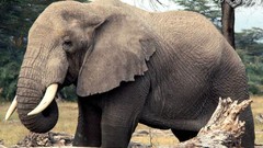 Animals elephants