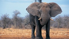 Animals elephants