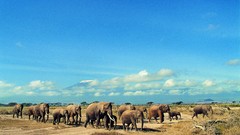 Animals elephants