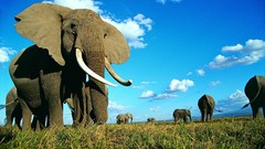 Animals elephants