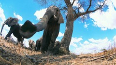 Animals elephants