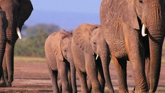 Animals elephants
