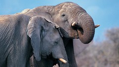 Animals elephants
