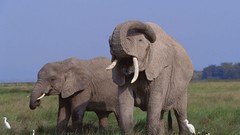 Animals elephants