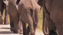Animals elephants