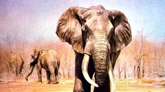 Animals elephants
