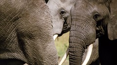 Animals elephants