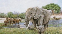 Animals elephants