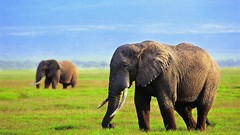 Animals elephants