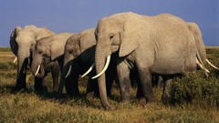 Animals elephants