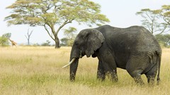 Animals elephants