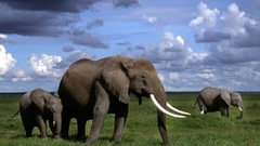 Animals elephants