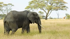 Animals elephants