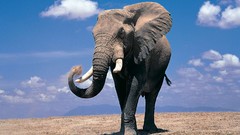 Animals elephants