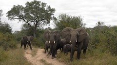 Animals elephants