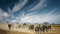 Animals elephants