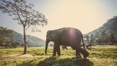 Animals elephants