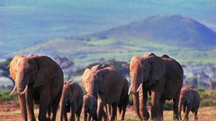 Animals elephants Africa