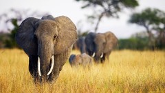 Animals elephants Africa baby
