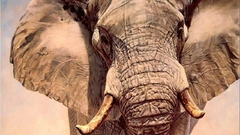 Animals elephants african
